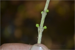 Diplospora singularis